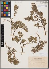 Salix bebbiana Sarg.